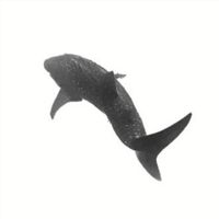 Freediving​ -​ Soul