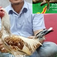 เพชรมีชัยฟาร์ม