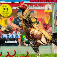 ซุ้ม เพชรจินดา สังกัด อริสา ไก่ชน