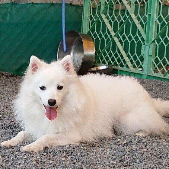 犬の驚くべき生態4選 いぬのきもちnews