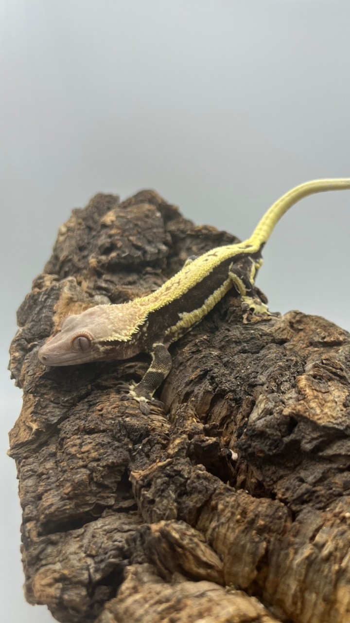 守護真蜥🦎