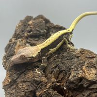 守護真蜥🦎