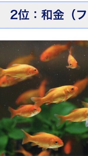 ポケットモンスターZA