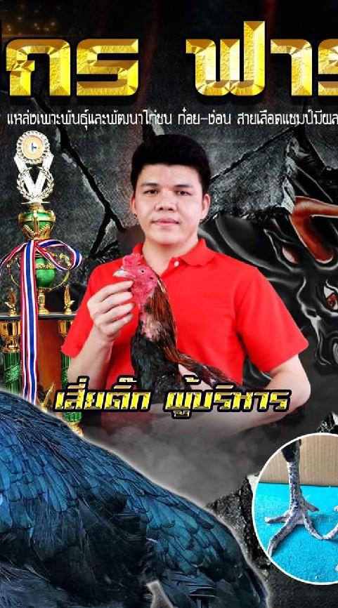 ❇️สิปปกรฟาร์ม❇️❇️พัฒนาไก่เชิง3สไตล์ ล็อก มุด มัด แข้งดีตีเจ็บ