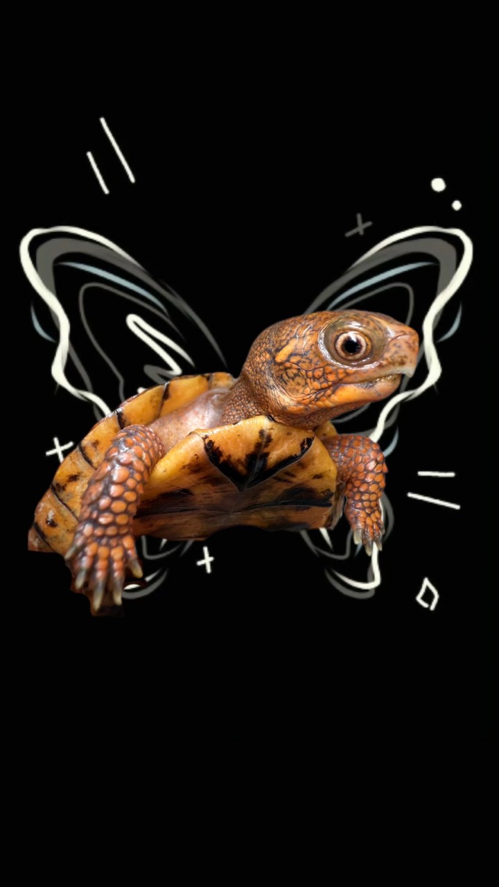 霓虹箱龜-Neon Box Turtle