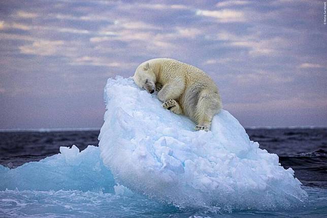 北極熊在漂流冰山上打盹的照片觸動人心，高票奪得年度野生動物攝影師「最佳人氣獎」。(圖擷自WWF臉書)