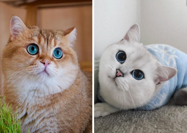 貓眼石