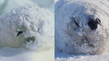 在雪地上翻滾可愛的海豹 未免也太像裹滿白粉的「麻糬」！