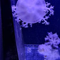 『ㄅㄧㄥˋㄅㄧㄤˋ叫 』海鮮代購團