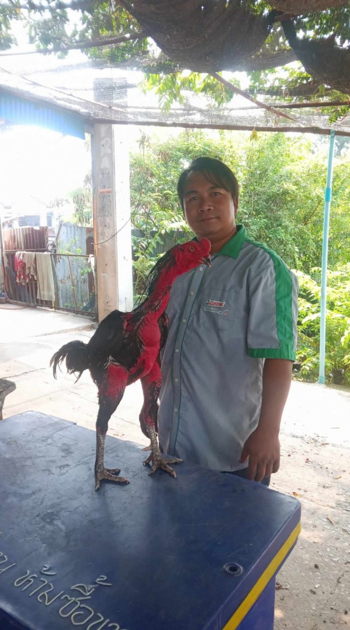 ไก่ชน ดำเอสโซ่ ดำเจาะเกาะ แจ้ไซโครน มหามงคล ทุ่งทอง ซาอิ๋ว