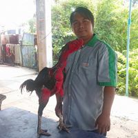 ไก่ชน ดำเอสโซ่ ดำเจาะเกาะ แจ้ไซโครน มหามงคล ทุ่งทอง ซาอิ๋ว