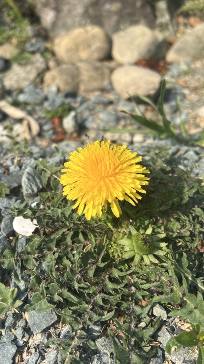 みぞのくち保育園🌼たんぽぽ組