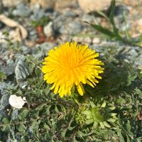 みぞのくち保育園🌼たんぽぽ組