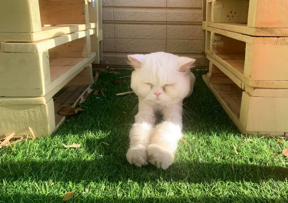 白貓民宿（臉書粉絲專頁）1 (1)