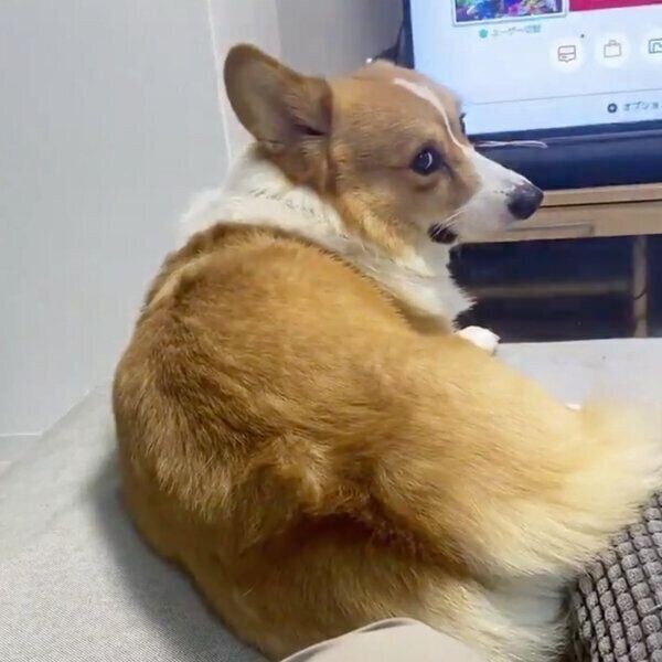 生きたセミを食べた ゾッとする犬の行動を獣医師が解説