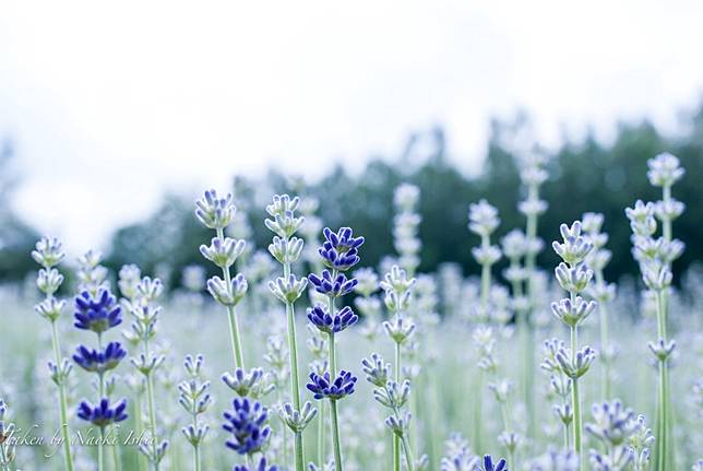 睡魔旁邊的紫色精靈 夏季搖動的薰衣草花海 是日日本 Line Today