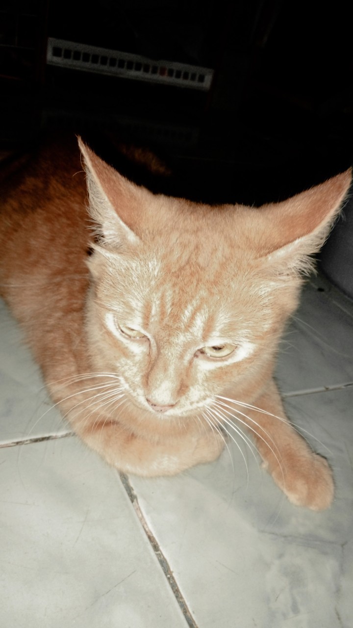 คนรักแมวน่ารัก🐱