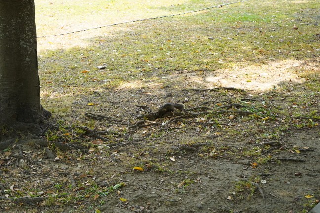 台中公園,台中東英公園,台中洋紅風鈴木,東英公園,東英公園網球場,松鼠公園,洋紅風鈴木,苦楝花,阿勃勒