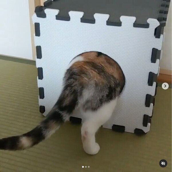 ジョイントマットでつくる 猫ハウス トンネル