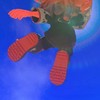 スプラ大好き部