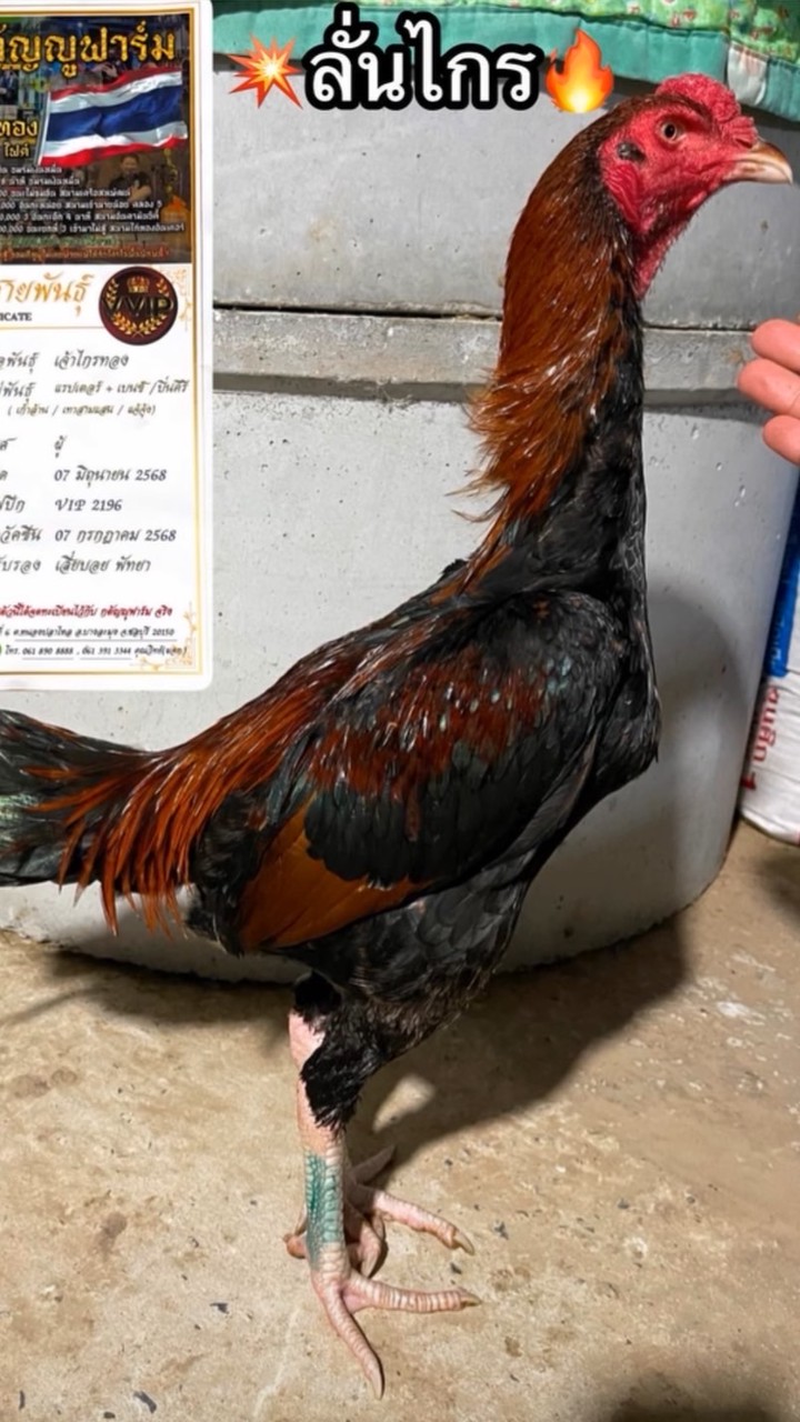 คอนเทนต์ สิงห์โด่ง ข้อหาตามใจข่อย 👮🏻‍♀️