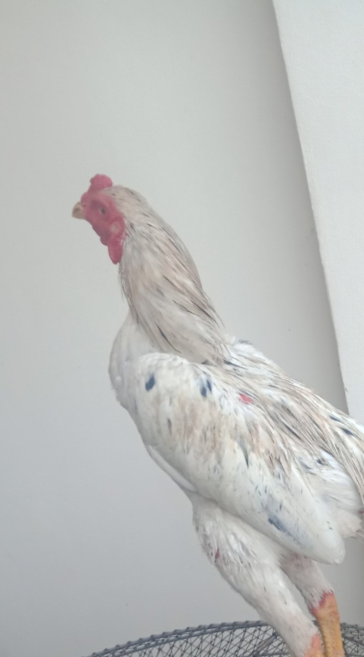 คนรักไก่เชิง+ป่าก๋อย