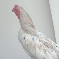 คนรักไก่เชิง+ป่าก๋อย