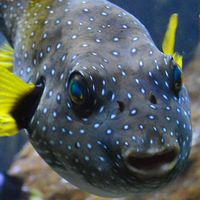 ตลาดซื้อขาย ปลา และสัตว์น้ำ (Fish Market Thailand)