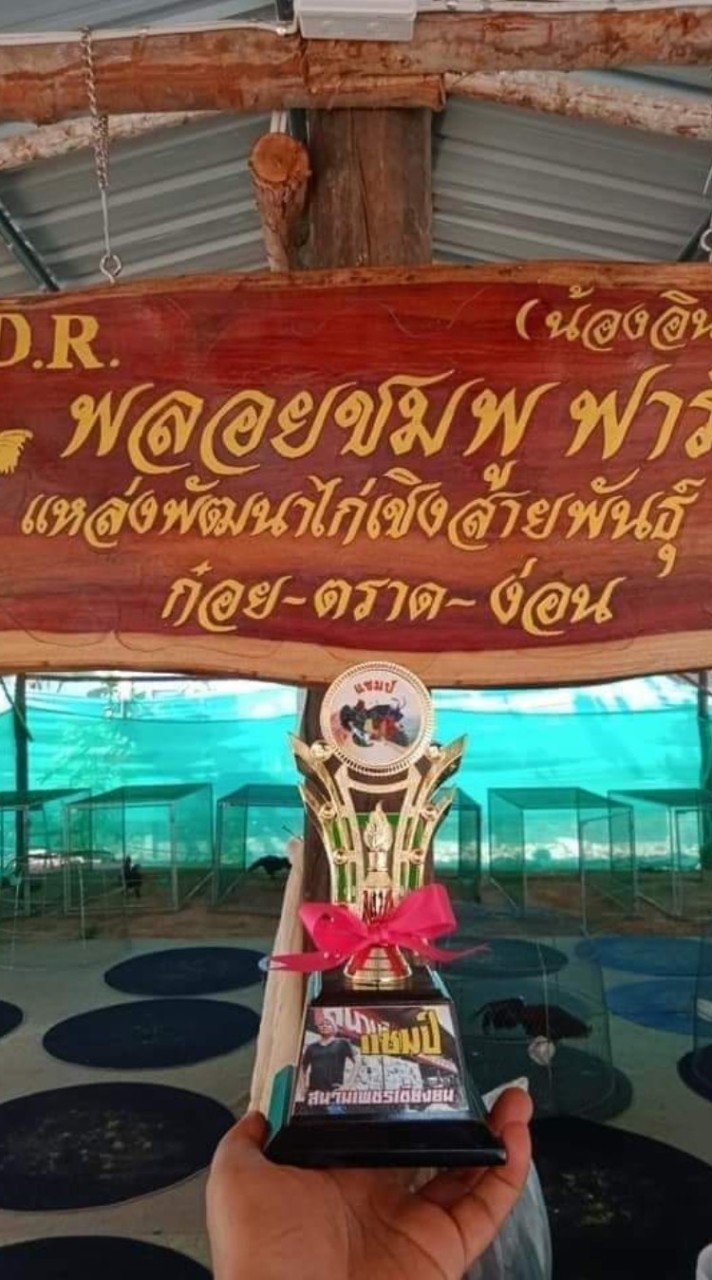 เด็กคอกวัว(ซุ้ม.พลอยมพู.ฟาร์ม)