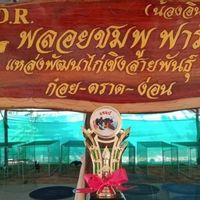 เด็กคอกวัว(ซุ้ม.พลอยมพู.ฟาร์ม)