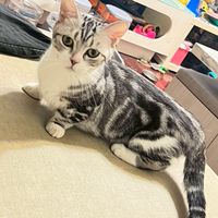 美短（曼赤肯、布偶 英短 緬因各品種貓）大聯盟 交流 互動討論專區