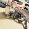 美短（曼赤肯、布偶 英短 小步舞曲 各品種貓）大聯盟 交流 互動討論專區