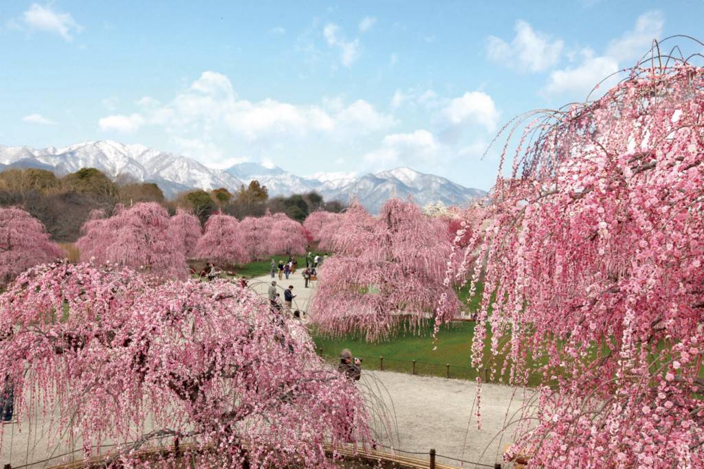 讓梅花先為櫻花揭開序幕 三重鈴鹿之森庭園的垂枝梅祭 是日日本 Line Today