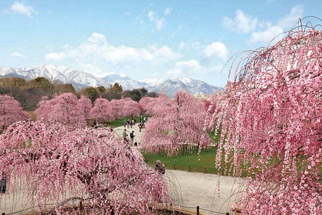 讓梅花先為櫻花揭開序幕 三重鈴鹿之森庭園的垂枝梅祭 是日日本 Line Today