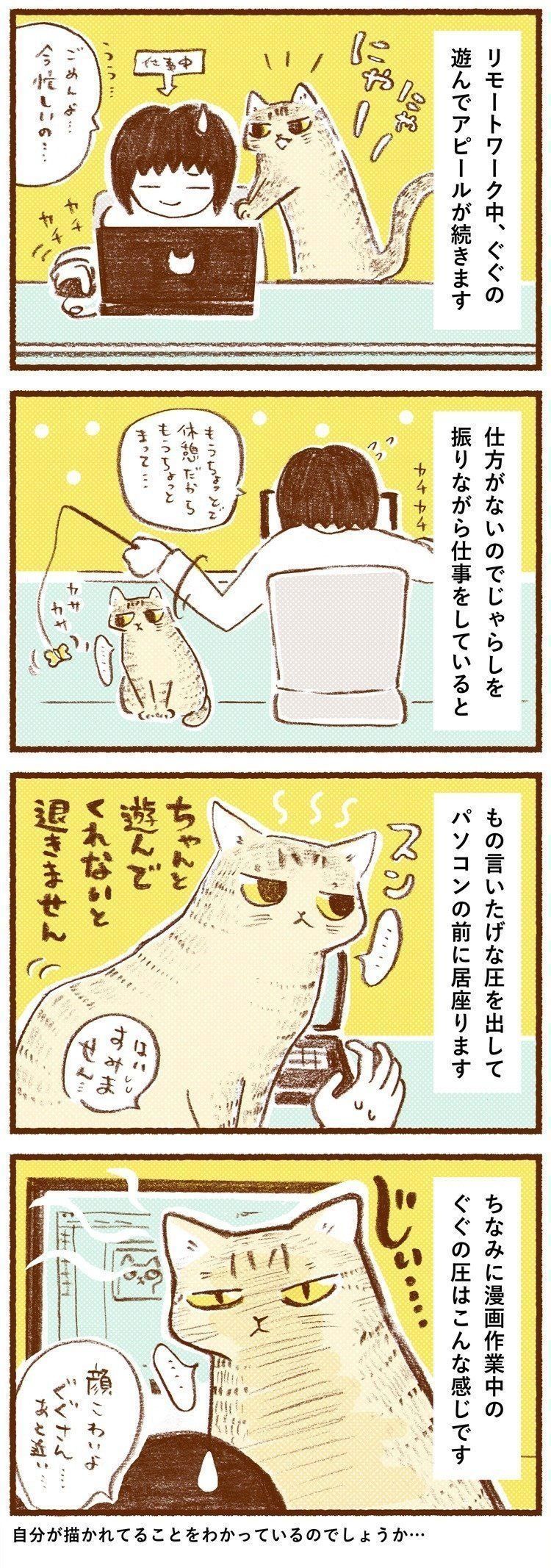 近い 圧がすごい パソコン作業中の 猫の無言の訴え