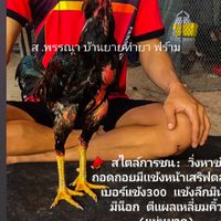 ส.พรรณา (บ้านยายทำยา)