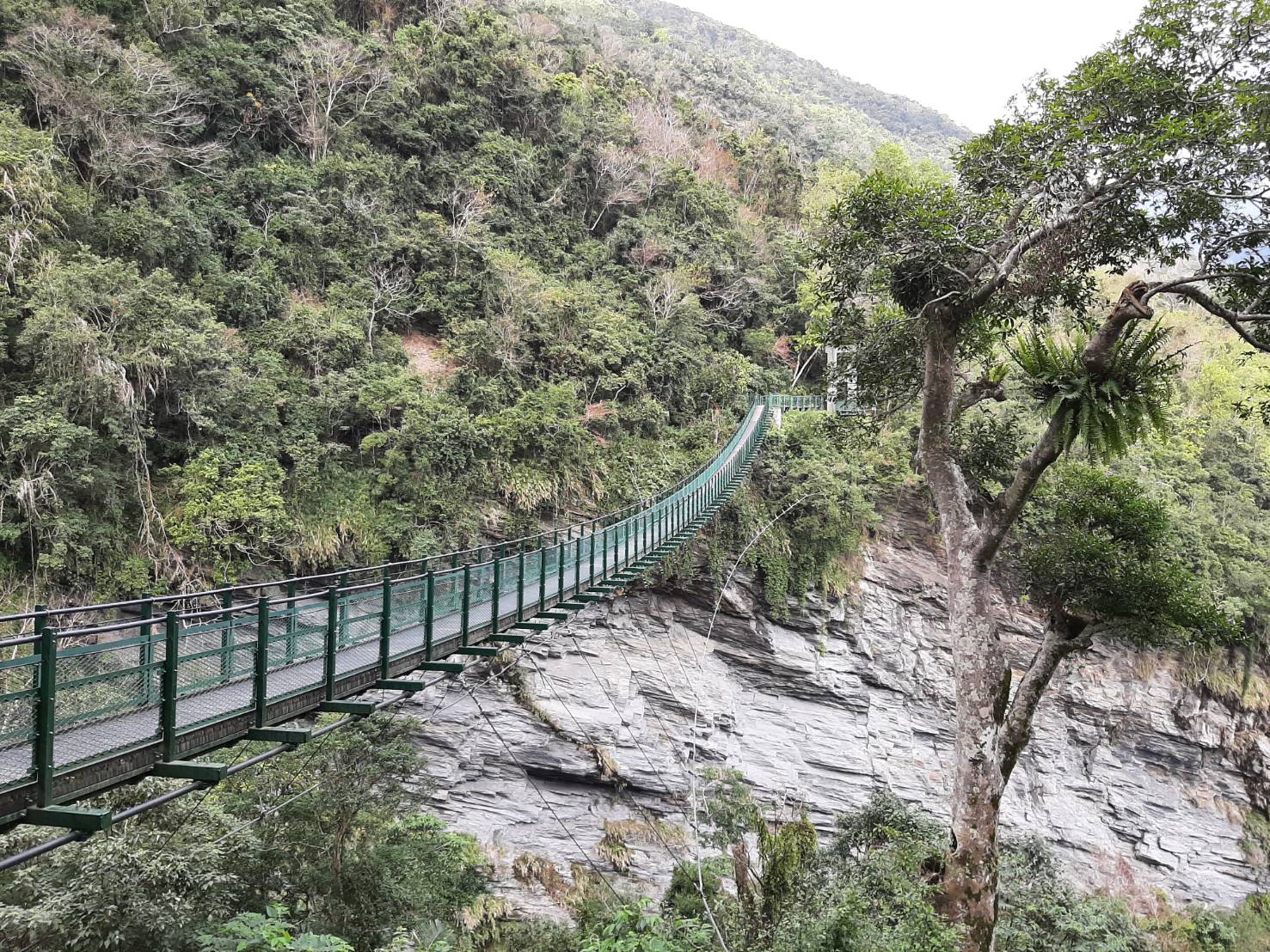 瓦拉米步著名的山風一號吊橋，好壯觀！(圖片提供/Linda Wang)