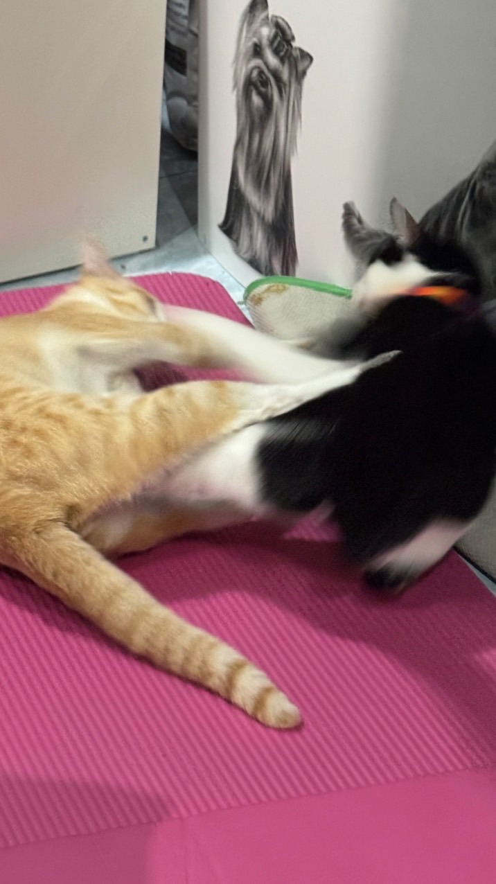 แมวกับตัวเล็กอยากตีแบด