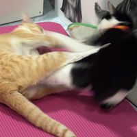 แมวกับตัวเล็กอยากตีแบด