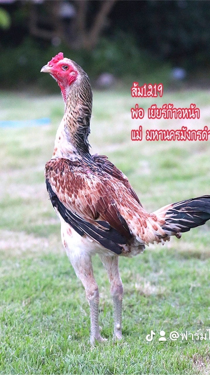 ฟาร์มไก่ชนสิงโตบูรพา