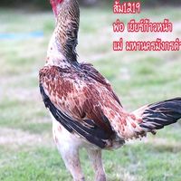 ฟาร์มไก่ชนสิงโตบูรพา