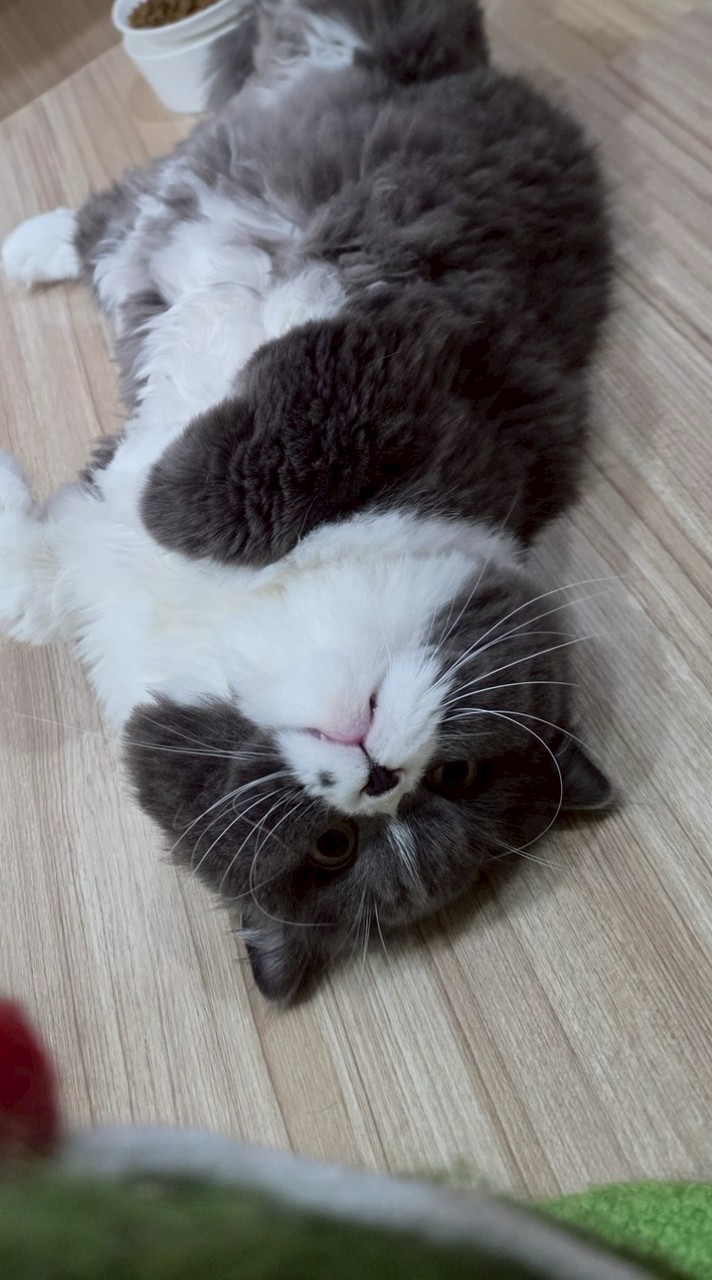 MJJเหมียวเหมียว