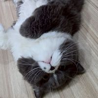 MJJเหมียวเหมียว