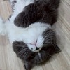 MJJเหมียวเหมียว