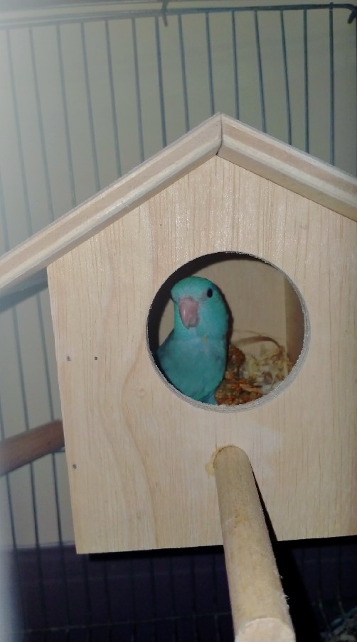 ซื้อขายนกแก้วทุกชนิดและอุปกรณ์สำหรับนก🦜