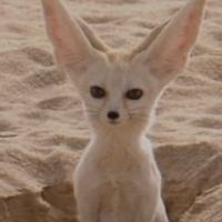 サハラ教信者Groupψ(｀∇´)ψ