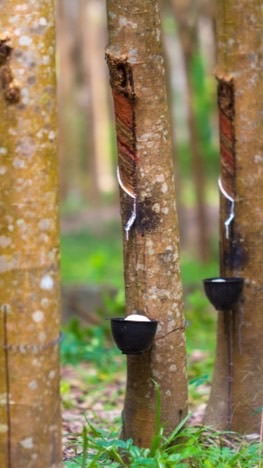กลุ่มชาวสวนยาง กยท.ตำบลสะเอียบ