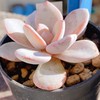 タニッカーズ♥︎︎∗︎*ﾟ(多肉植物)