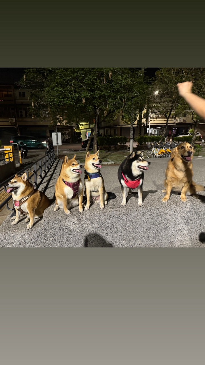 歸仁狗狗社群