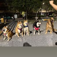 歸仁狗狗社群